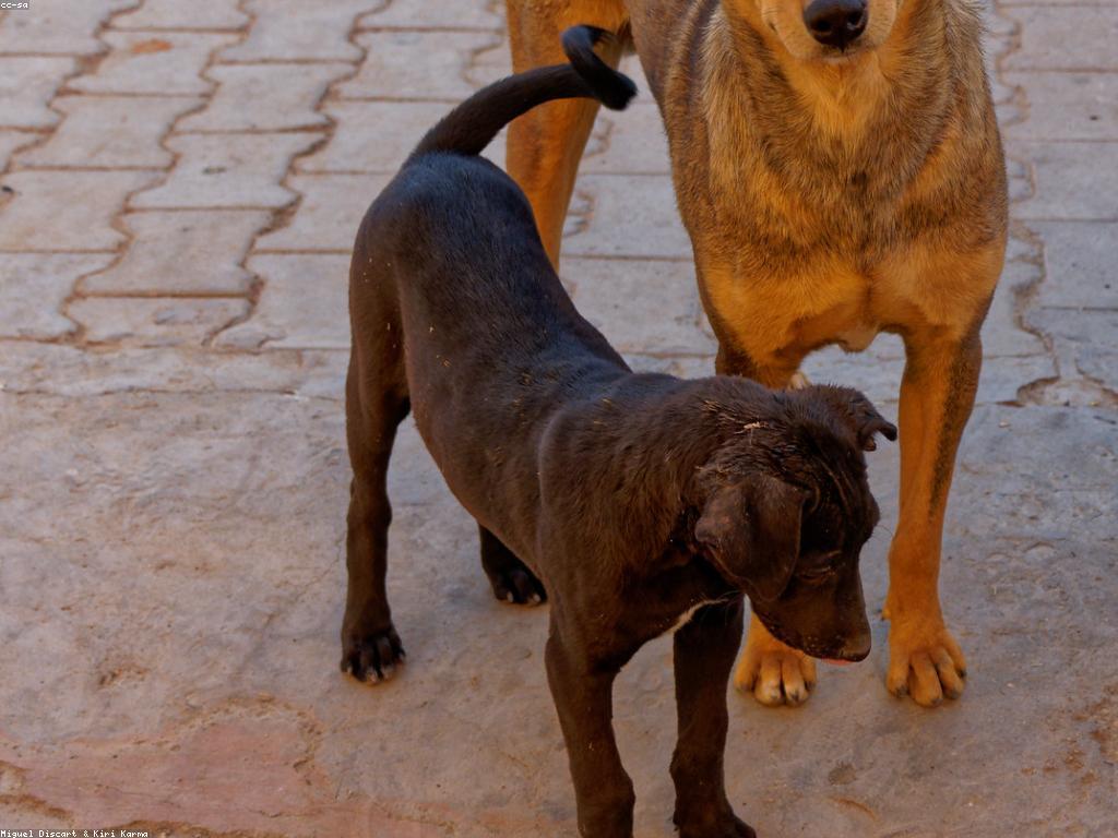 គន្លឹះសុវត្ថិភាពសម្រាប់ដំណើរកំសាន្តសត្វ